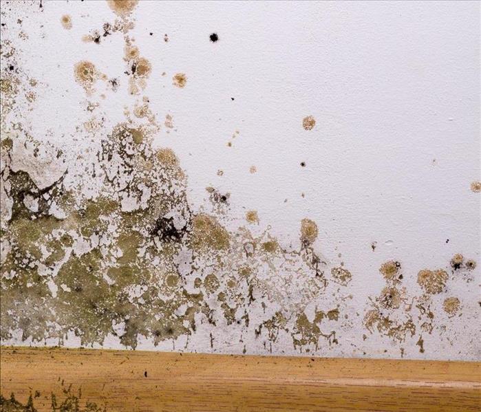 mold removal